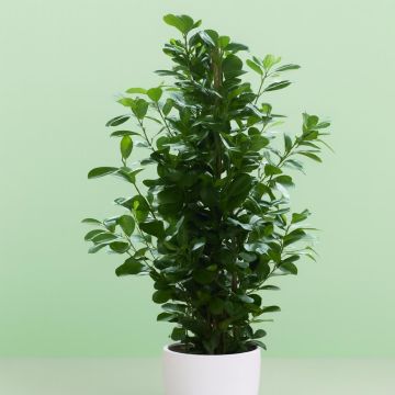 Ficus microcarpa Moclame