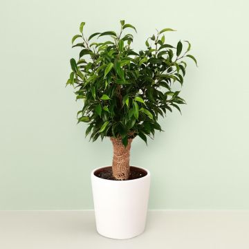 Ficus Natasja Jute stam 12 cm