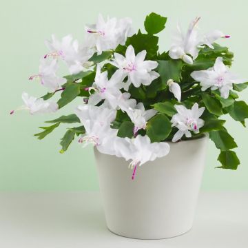 Schlumbergera white