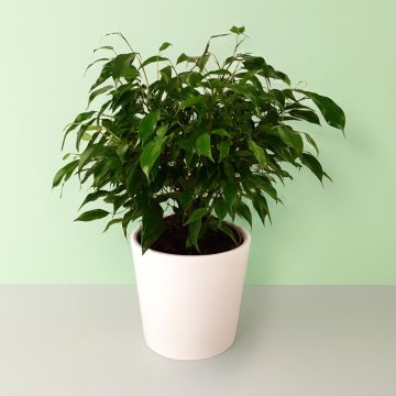 Ficus Green Kinky 12 cm