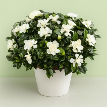 Gardenia Heester Gardenia Heester