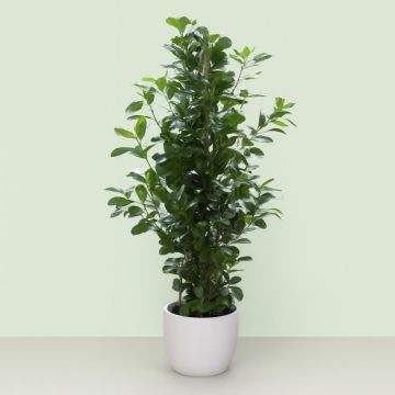 Ficus microcarpa Moclame