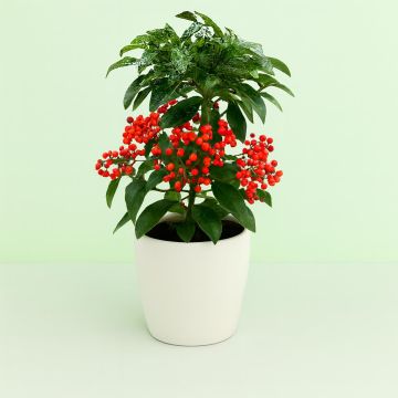 Ardissia red