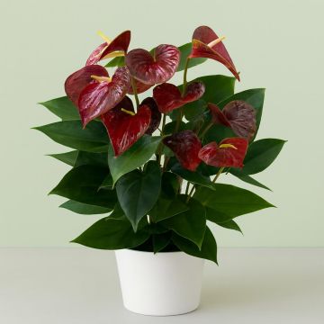 Anthurium brown v2 Anthurium brown v2