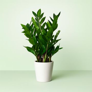 Zamioculcas zamiifolia 14cm Pot Zamioculcas zamiifolia 14cm Pot