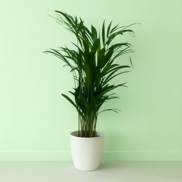 Areca Dypsis 17 cm