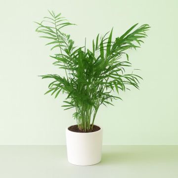 Palm chamaedorea Elegance v2.jpg