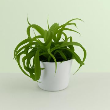 Chlorophytum bonnie Green