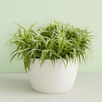 Chlorophytum comosum 'Ocean'