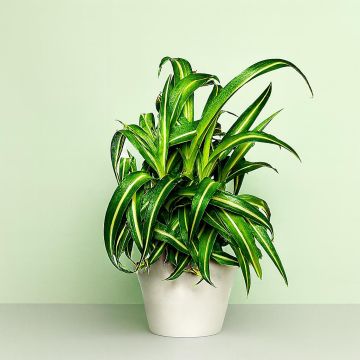 Chlorophytum laxum 'Pacific'