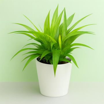 Chlorophytum Lemon