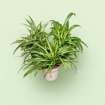 Collection Ocean-Pacific-Atlantic