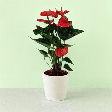 Anthurium Pink 12 cm