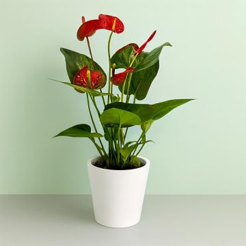 Anthurium Red 12 cm Anthurium Red 12 cm