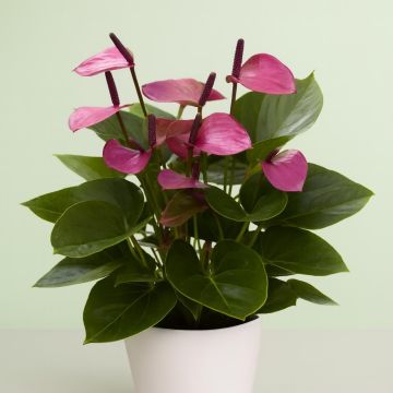 Anthurium Baby Purple