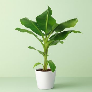 Musa Banana plant on table