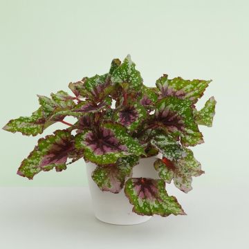 Begonia bi-colour Begonia bi-colour