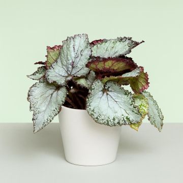 Begonia Grey Begonia Grey
