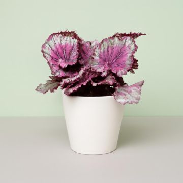 Begonia Purpe Begonia Purpe