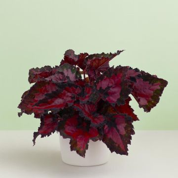 Burgundy Begonia Burgundy Begonia