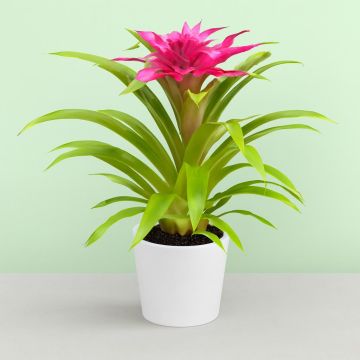 Bromelia Guzmania Pink