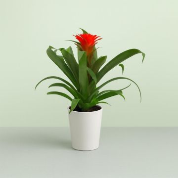 Guzmania Hope v3