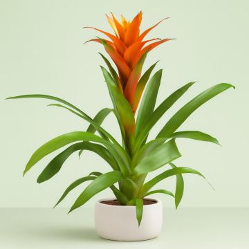 Guzmania Orange