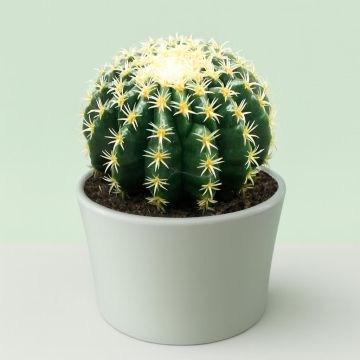 Echinocactus brevispina.jpg