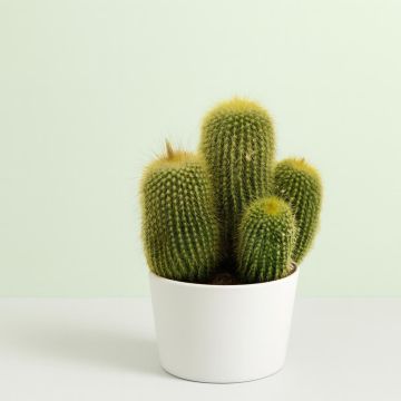 Eriocactus leninghausii 12cm