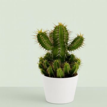 Euphorbia fruticosa 8 Euphorbia fruticosa 8