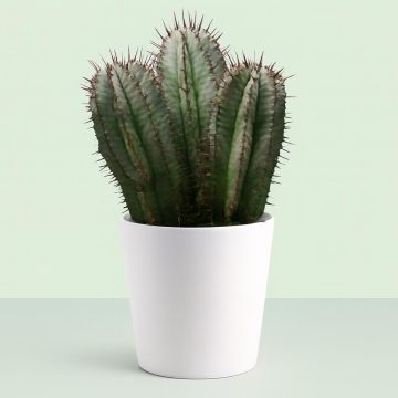 Euphorbia horrida.jpg