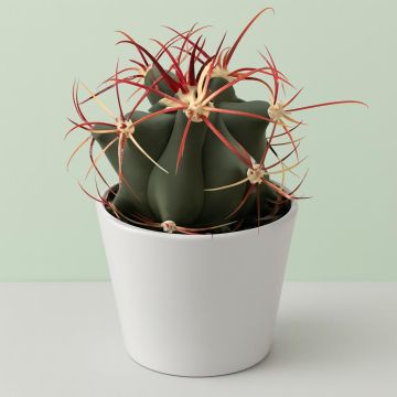 Ferocactus covilei.jpg