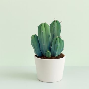 Myrtillocactus geometrizans 10 Myrtillocactus geometrizans 10