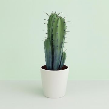 Myrtillocactus geometrizans groep 17cm Myrtillocactus geometrizans groep 17cm