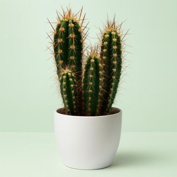 neocardenasia herzogiana.jpg neocardenasia herzogiana.jpg