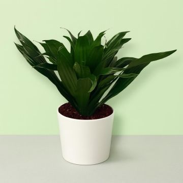 Dracaena Compacta 12cm Dracaena Compacta 12cm