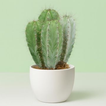 polaskia chichipe.jpg