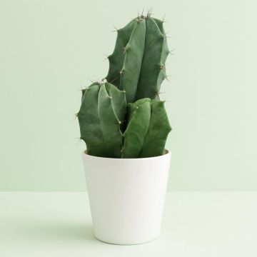 Ritterocereus urbaneus.jpg Ritterocereus urbaneus.jpg