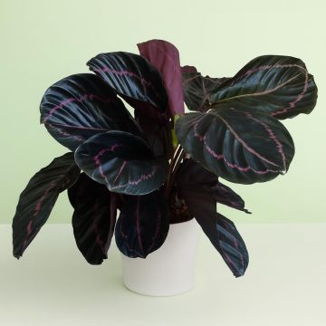 Calathea Dottie