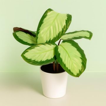 Calathea Tanja