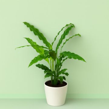 Calathea Rufibarba Elgergrass
