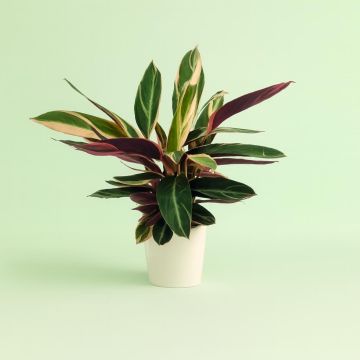Calathea Trio Star