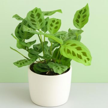 Maranta leuconeura Kerchoveana Maranta leuconeura Kerchoveana