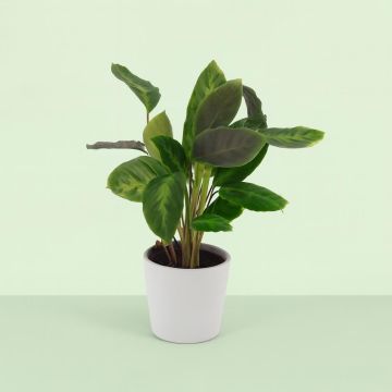 Calathea Waterfresh V2
