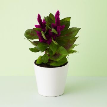 Celosia Paars