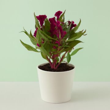 Celosia Paars Roze