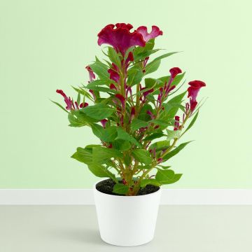 Celosia Red