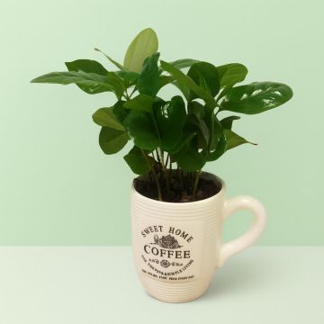 Coffea in koffiemok 9 cm