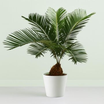 Cycca revoluta decorum v2