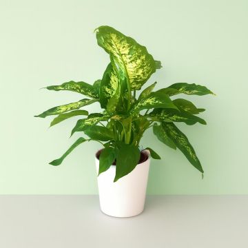 Dieffenbachia Compacta.jpg Dieffenbachia Compacta.jpg